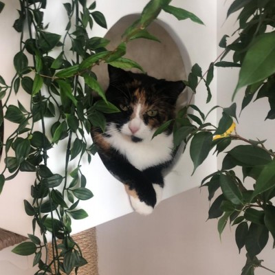A cat sitting on top of a white flower on a plant